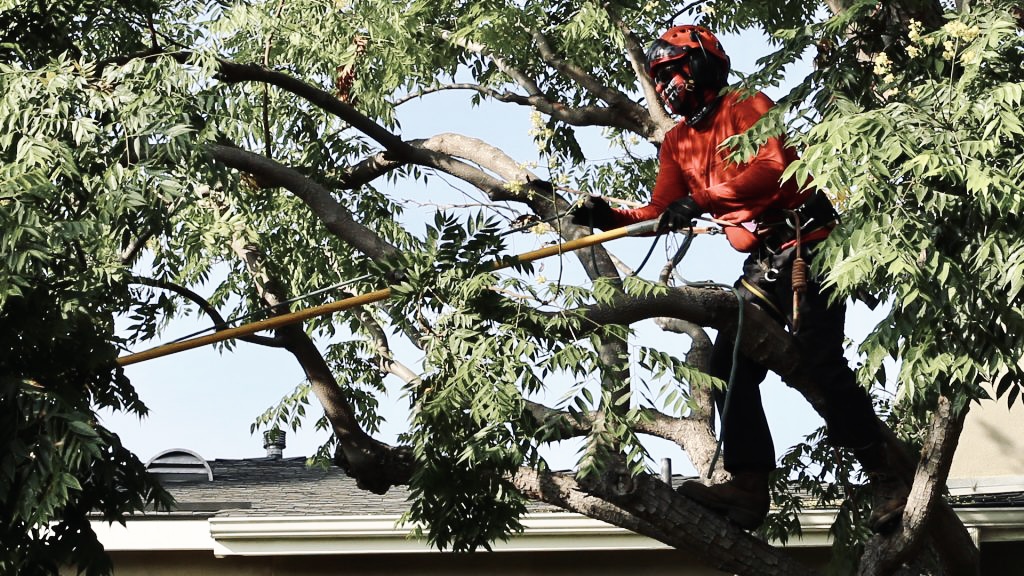 Tree pruning and maintenance